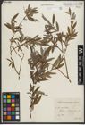Foto von Salix purpurea L. x Salix repens L.